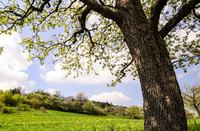 holzart kirsche beispiel jpg