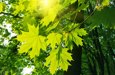 holzart ahorn beispiel jpg