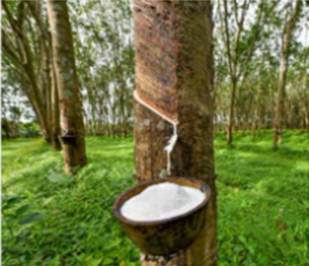 Naturlatex Matratze aus Kautschuk