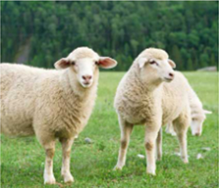 Naturlatex Matratze aus Schafwolle