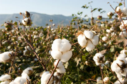 anbau-biobaumwolle