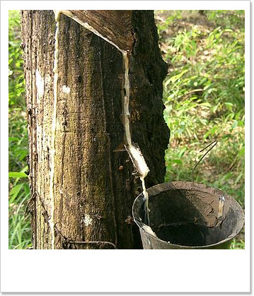 Kautchukbild