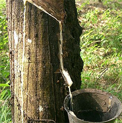 Neonatura Naturlatex Naturkautschuk